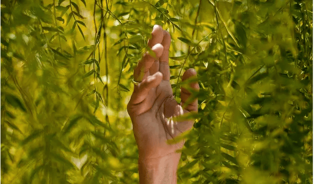 Mano rodeada de hojas de árbol.