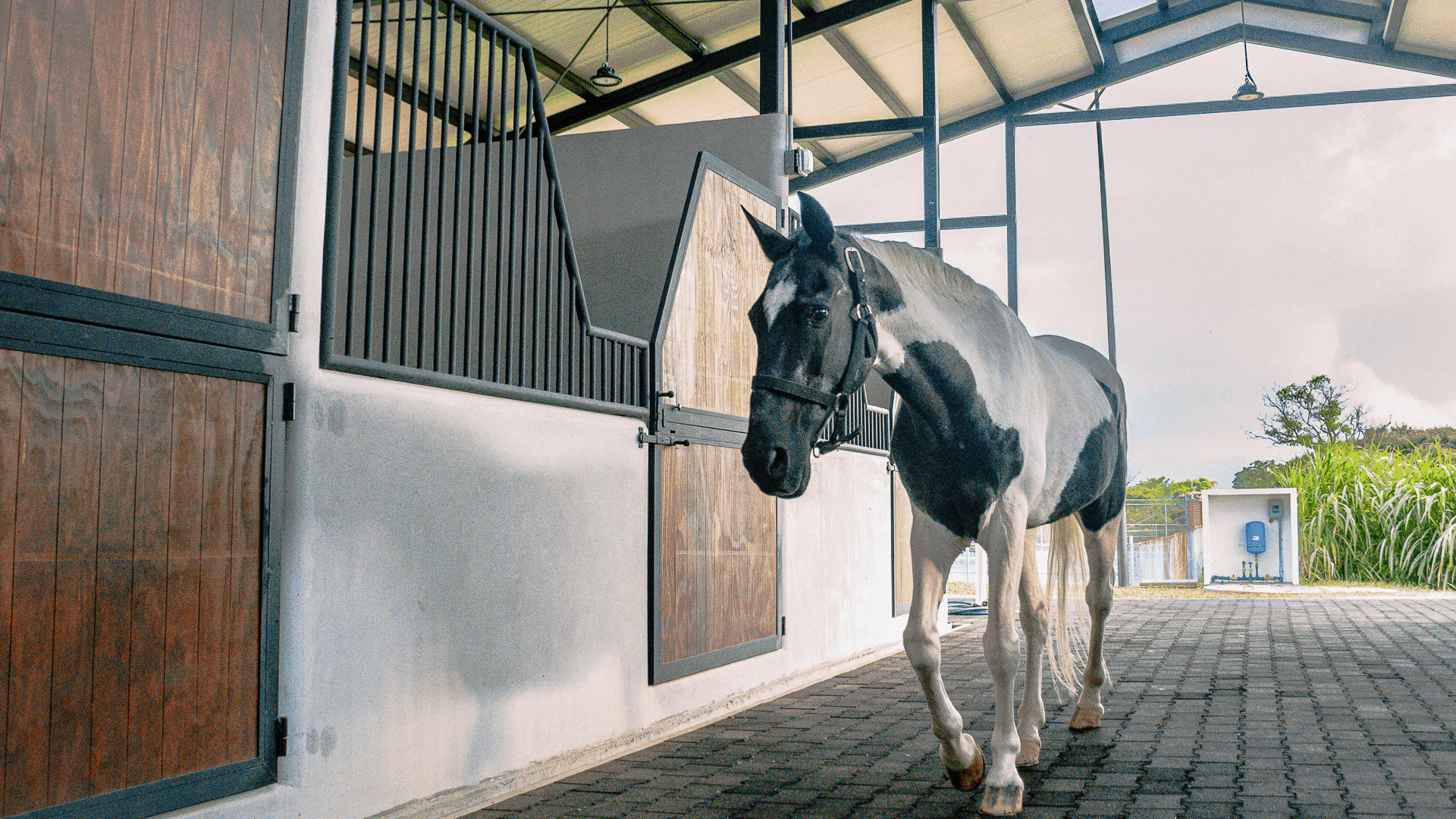 Caballo en las caballerizas del Centro Ecuestre Anáhuac