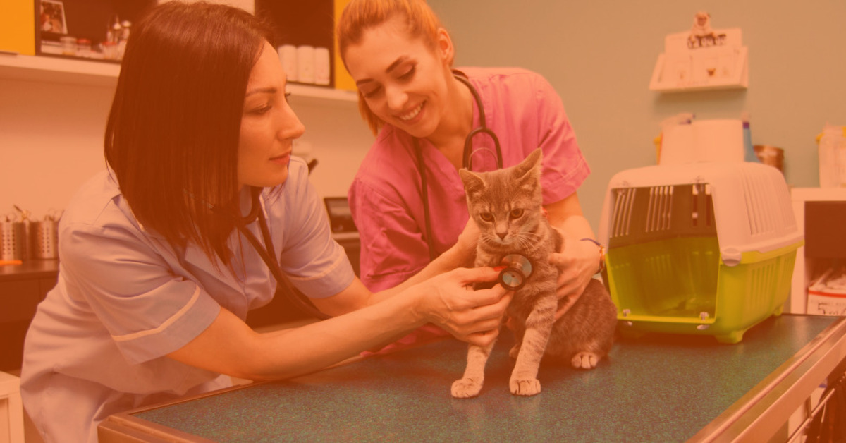¿Cuánto puedes ganar como Médico Veterinario y en dónde trabajar?