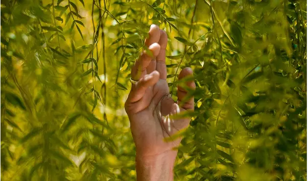 Mano rodeada de hojas de árbol.