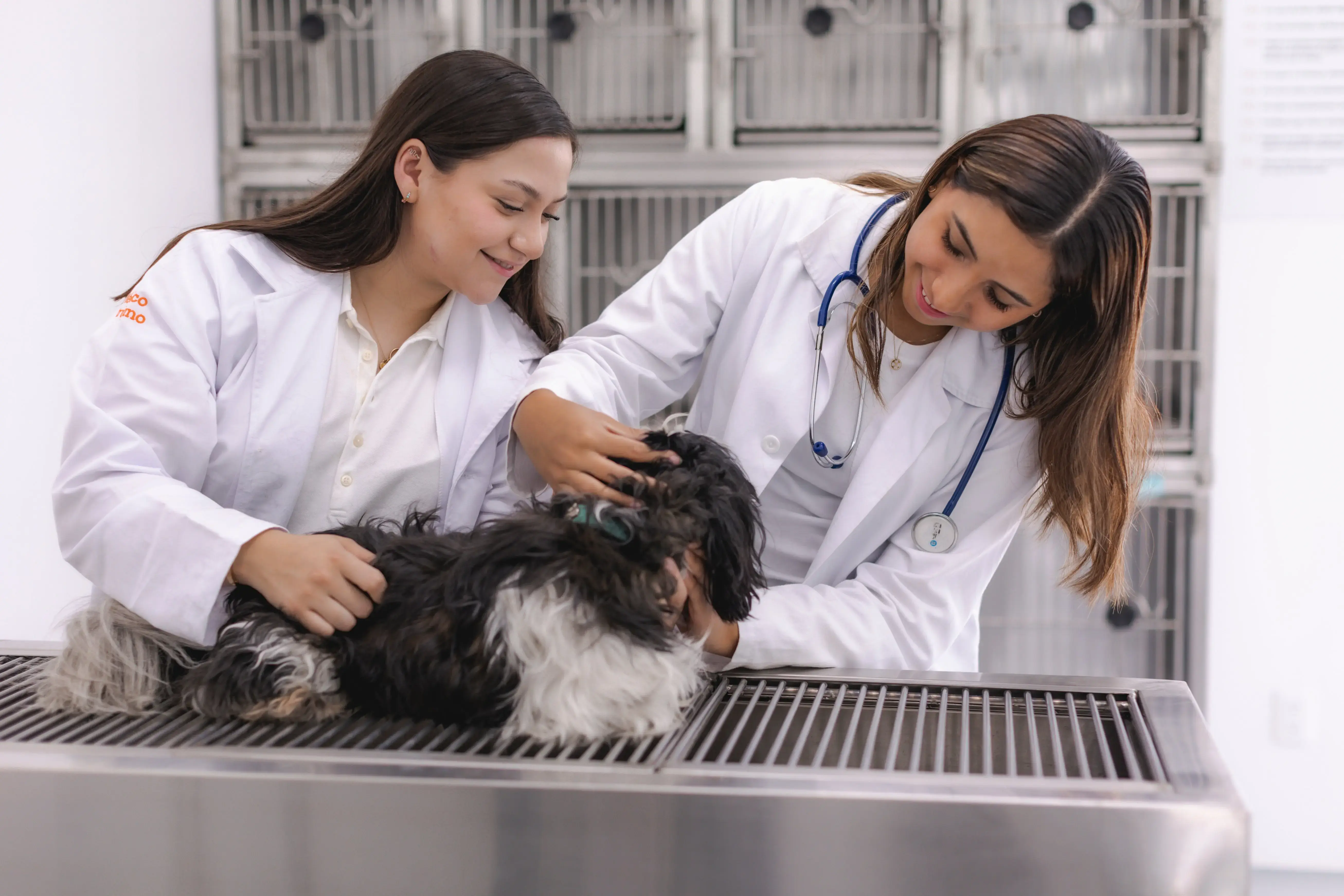Licenciatura en Medicina Veterinaria y Zootecnia